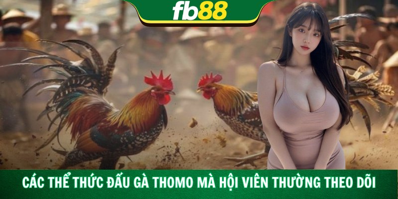 Các thể thức đấu gà Thomo mà hội viên thường theo dõi