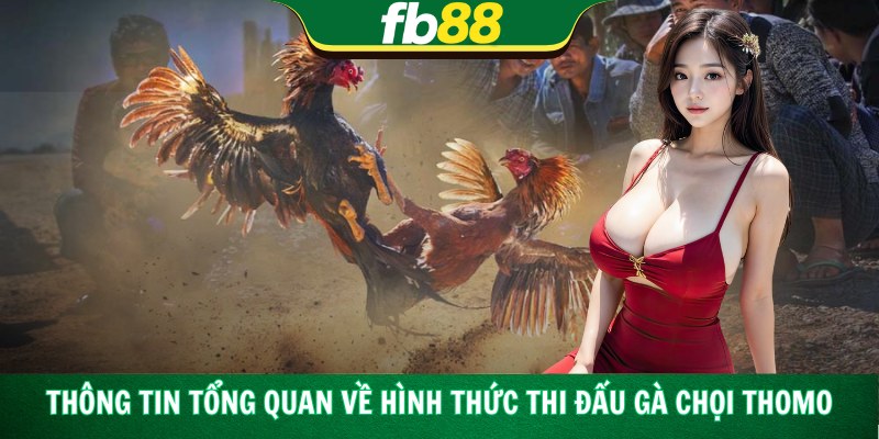 Thông tin tổng quan về hình thức thi đấu gà chọi Thomo