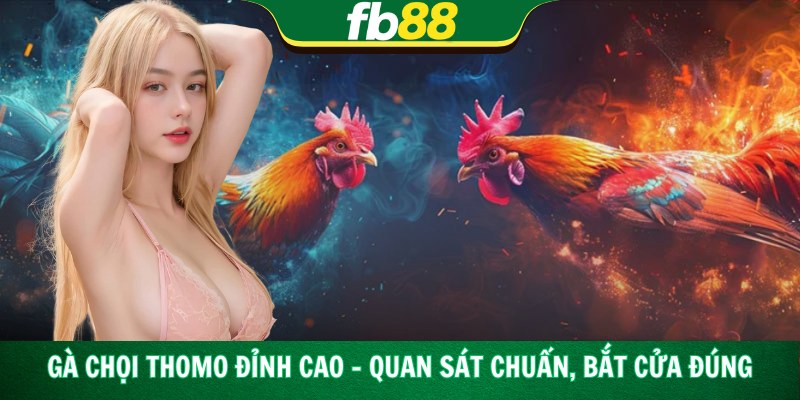 Gà Chọi Thomo Đỉnh Cao – Quan Sát Chuẩn, Bắt Cửa Đúng