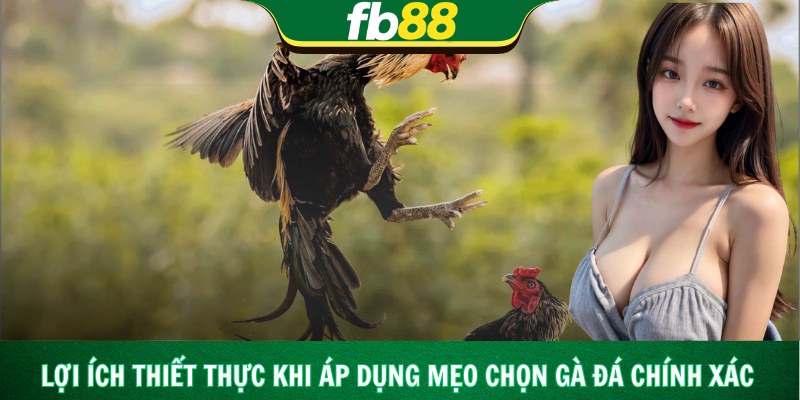 Lý do người xem không thể rời mắt khỏi đá gà cựa đòn