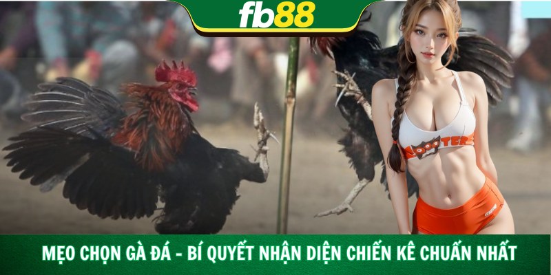 Mẹo Chọn Gà Đá – Bí Quyết Nhận Diện Chiến Kê Chuẩn Nhất